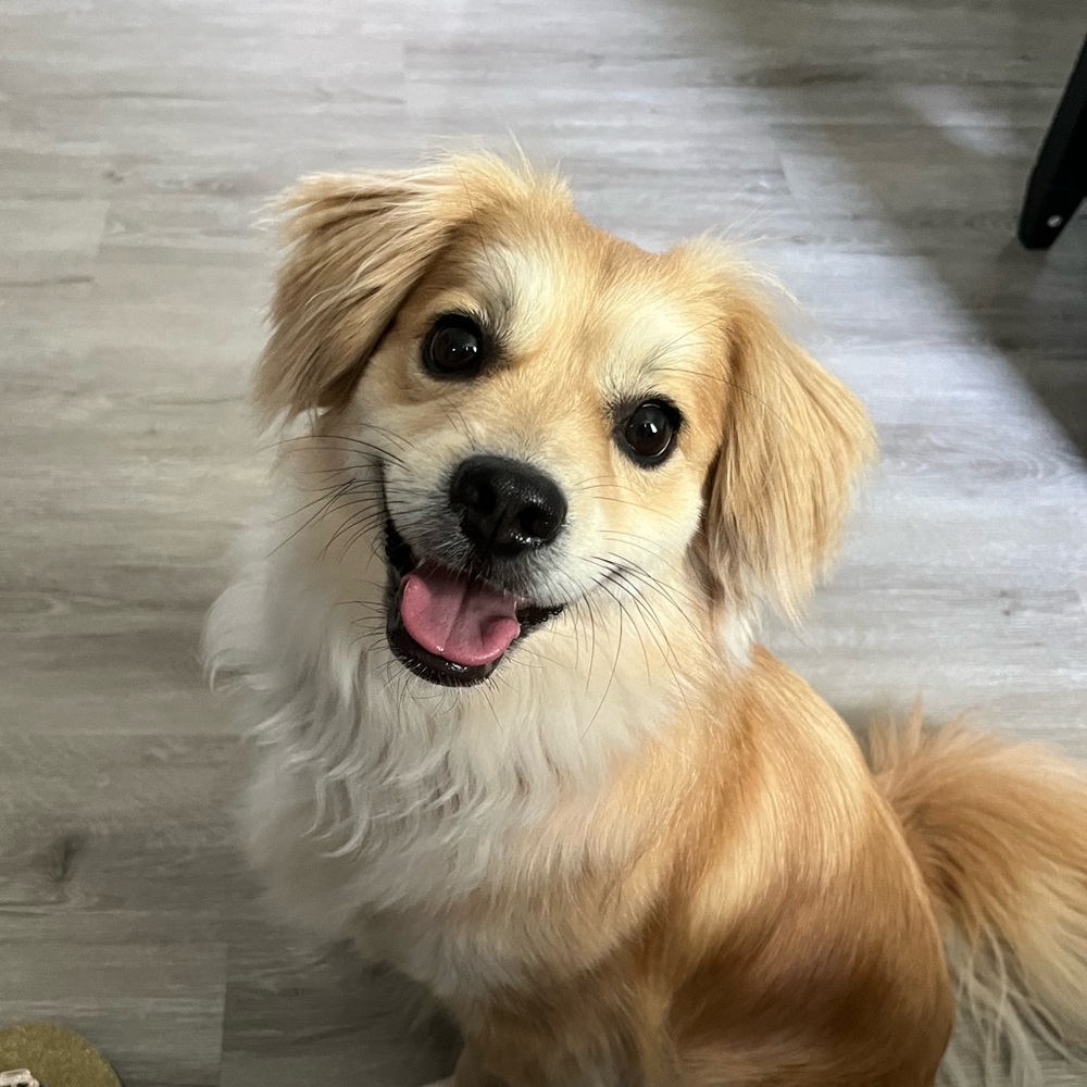 Meet your Posher, Milo